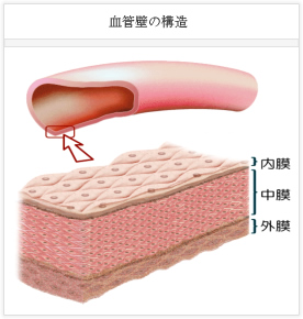 血管壁の構造