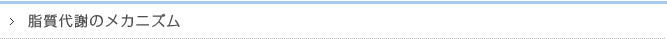 脂質代謝のメカニズム