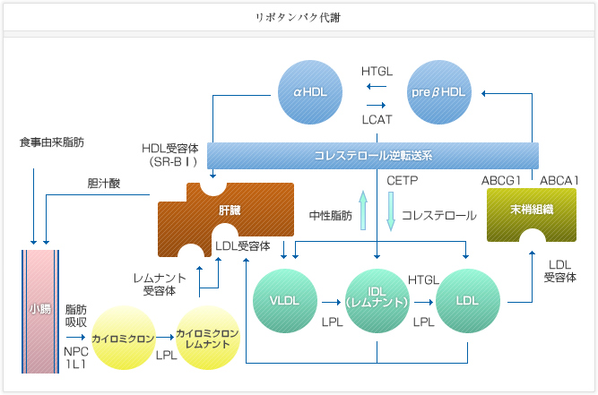 リポタンパク代謝