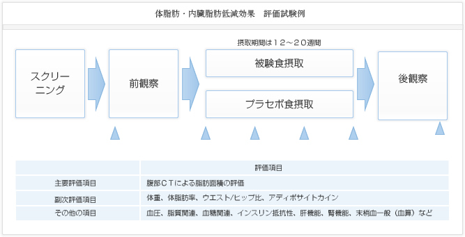 体脂肪・内蔵脂肪低減効果 評価試験例