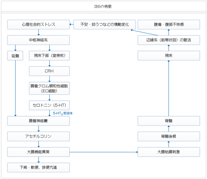 IBSの病態