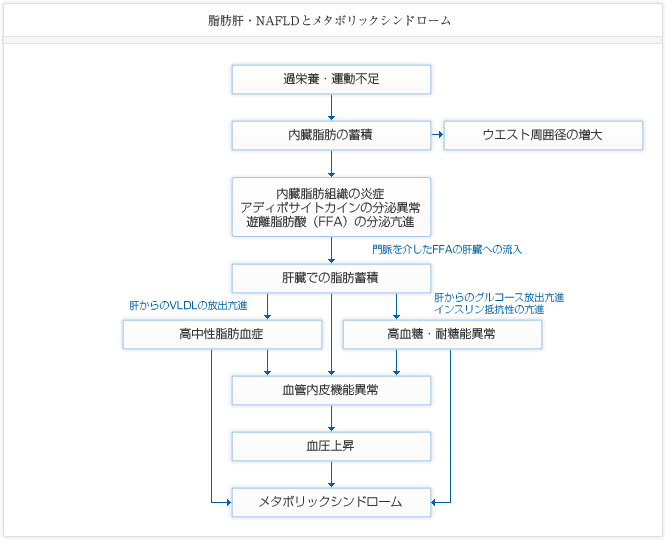 脂肪肝・NAFLDとメタボリックシンドローム