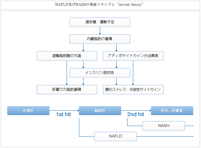 NAFLD及びNASHの発症メカニズム “two-hit theory”